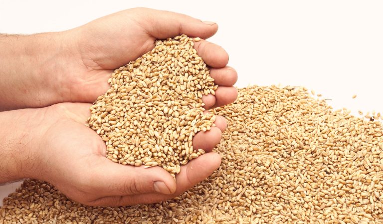 Rulings Regarding Zakat Al-Fitr: A Cleansing and Enriching Obligatory Charity (part 1)